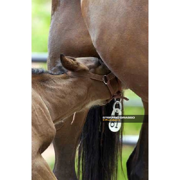 a foal from Viking Kronos eating from his mum at Menhammar Stud Ehero - 30th may 2005 ph. Stefano Grasso