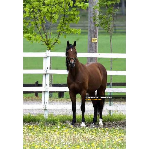 Viking Kronos at Menhammar Stud Ehero - 30th may 2005 ph. Stefano Grasso
