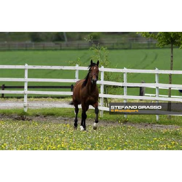 Viking Kronos at Menhammar Stud Ehero - 30th may 2005 ph. Stefano Grasso