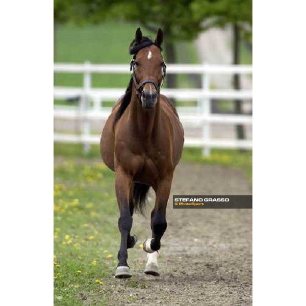 Viking Kronos at Menhammar Stud Ehero - 30th may 2005 ph. Stefano Grasso