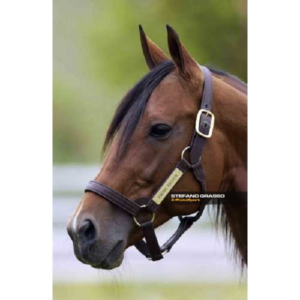 Viking Kronos at Menhammar Stud Ehero - 30th may 2005 ph. Stefano Grasso