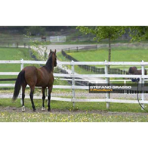 Viking Kronos looking at mares at Menhammar Stud Ehero - 30th may 2005 ph. Stefano Grasso