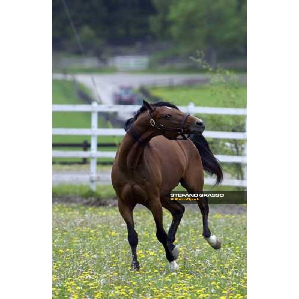 Viking Kronos at Menhammar Stud Ehero - 30th may 2005 ph. Stefano Grasso