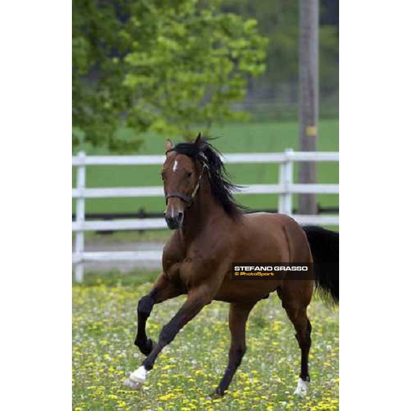Viking Kronos at Menhammar Stud Ehero - 30th may 2005 ph. Stefano Grasso