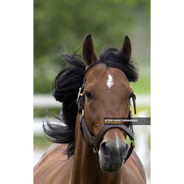 a close-up for Viking Kronos at Menhammar Stud Ehero - 30th may 2005 ph. Stefano Grasso