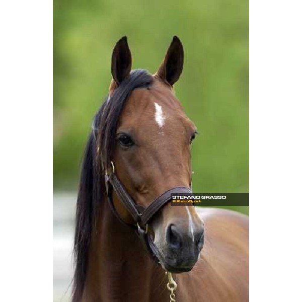a close-up for Viking Kronos at Menhammar Stud Ehero - 30th may 2005 ph. Stefano Grasso