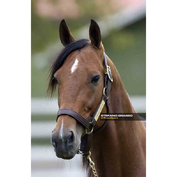 a close-up for Viking Kronos at Menhammar Stud Ehero - 30th may 2005 ph. Stefano Grasso