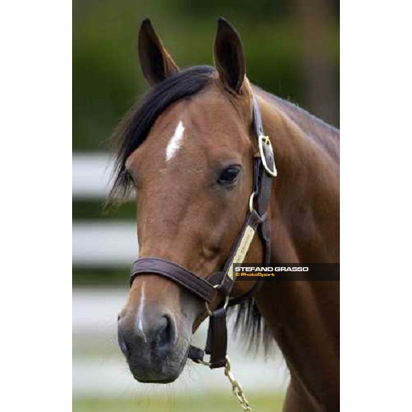 a close-up for Viking Kronos at Menhammar Stud Ehero - 30th may 2005 ph. Stefano Grasso