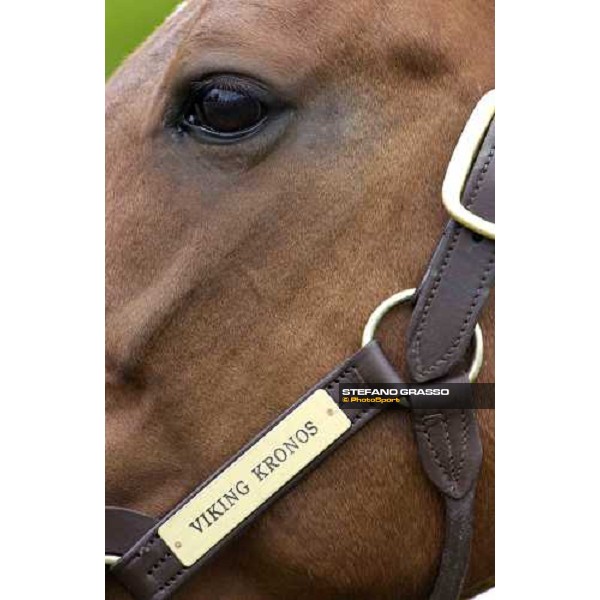 a close-up for Viking Kronos at Menhammar Stud Ehero - 30th may 2005 ph. Stefano Grasso