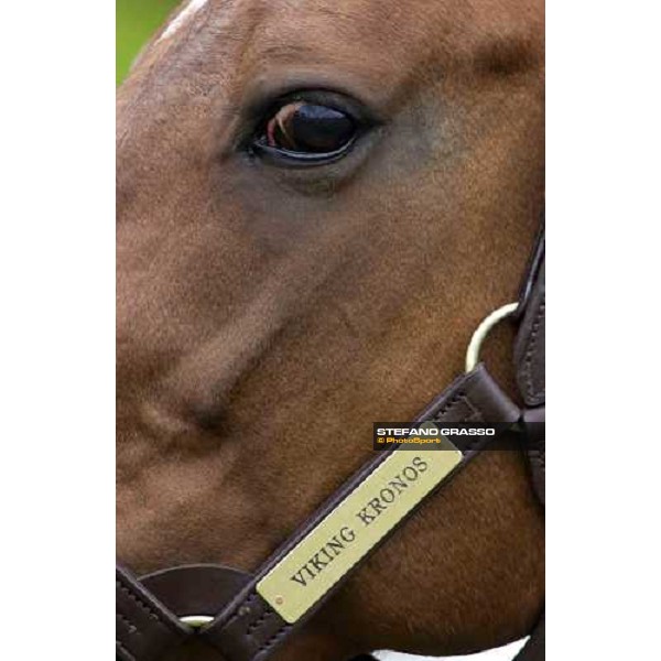 a close-up for Viking Kronos at Menhammar Stud Ehero - 30th may 2005 ph. Stefano Grasso