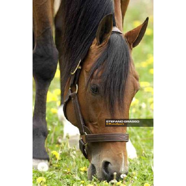 Viking Kronos in the paddock of Menhammar Stud Ehero - 30th may 2005 ph. Stefano Grasso