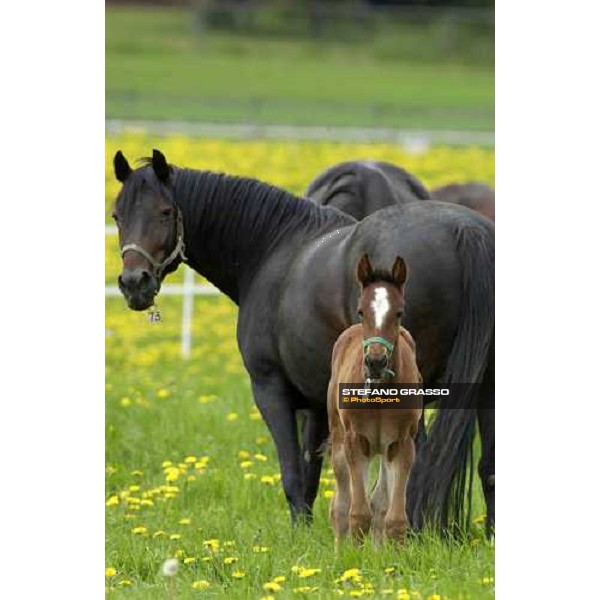 a foal from Viking Kronos at Menhammar Stud Ehero - 30th may 2005 ph. Stefano Grasso