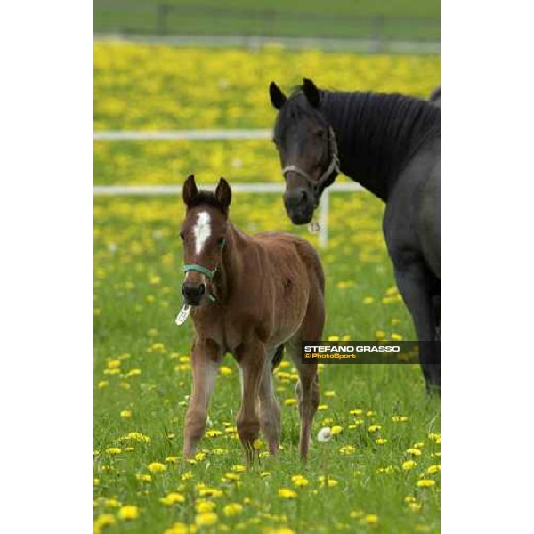a foal from Viking Kronos at Menhammar Stud Ehero - 30th may 2005 ph. Stefano Grasso