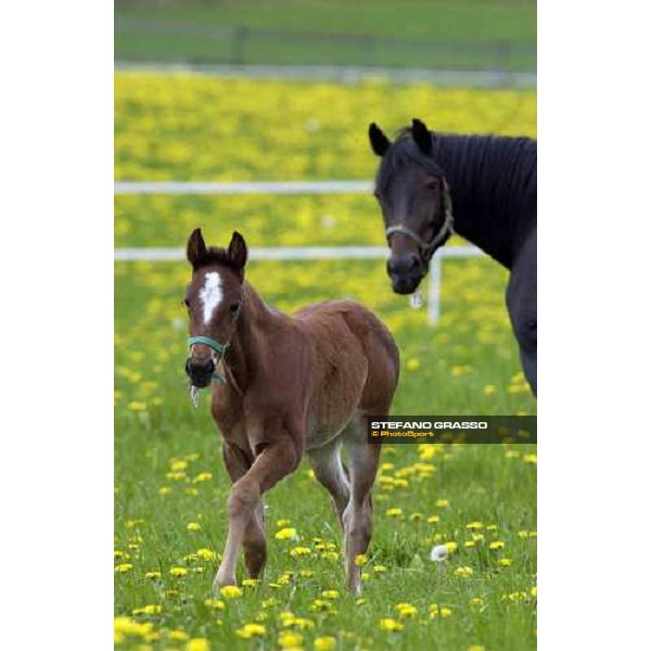 a foal from Viking Kronos at Menhammar Stud Ehero - 30th may 2005 ph. Stefano Grasso