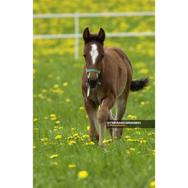 a foal from Viking Kronos at Menhammar Stud Ehero - 30th may 2005 ph. Stefano Grasso