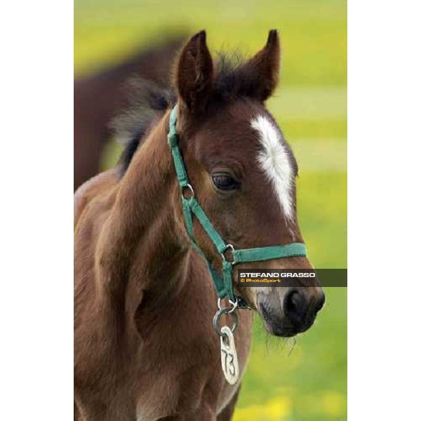 a foal from Viking Kronos at Menhammar Stud Ehero - 30th may 2005 ph. Stefano Grasso