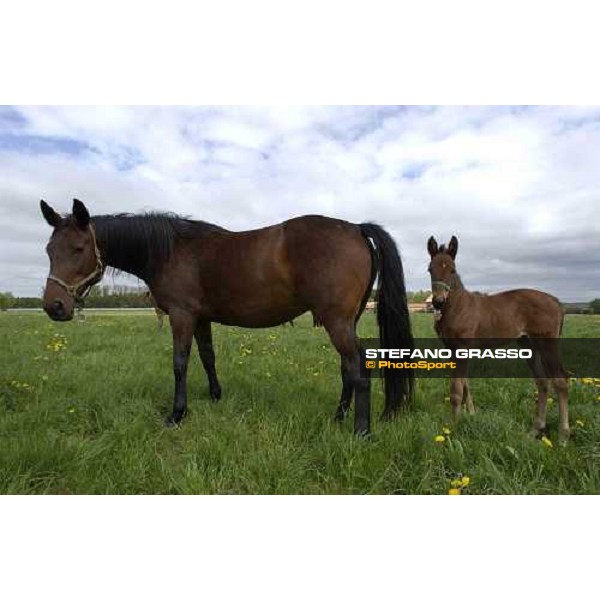 foals and mares at Menhammar Stud Ehero - 30th may 2005 ph. Stefano Grasso