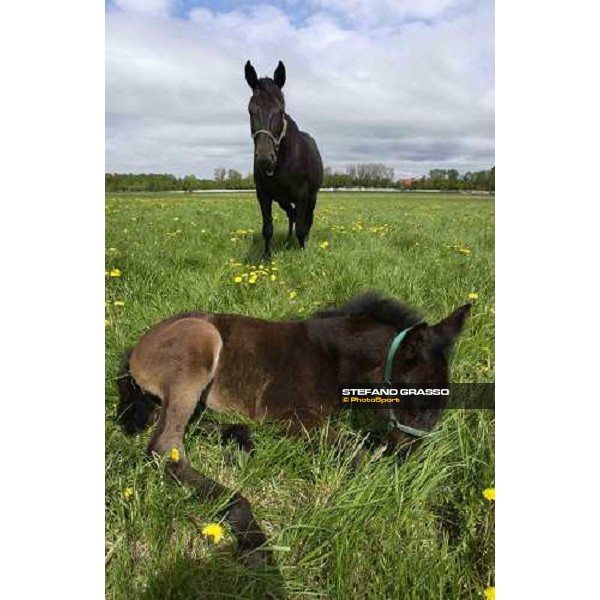 foals and mares at Menhammar Stud Ehero - 30th may 2005 ph. Stefano Grasso