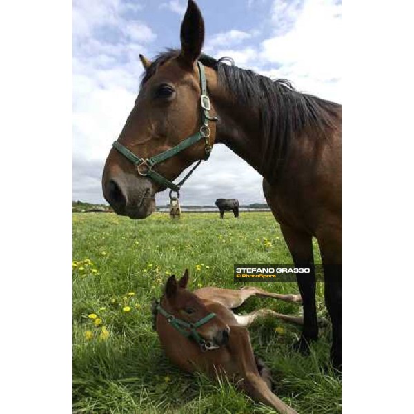 foals and mares at Menhammar Stud Ehero - 30th may 2005 ph. Stefano Grasso