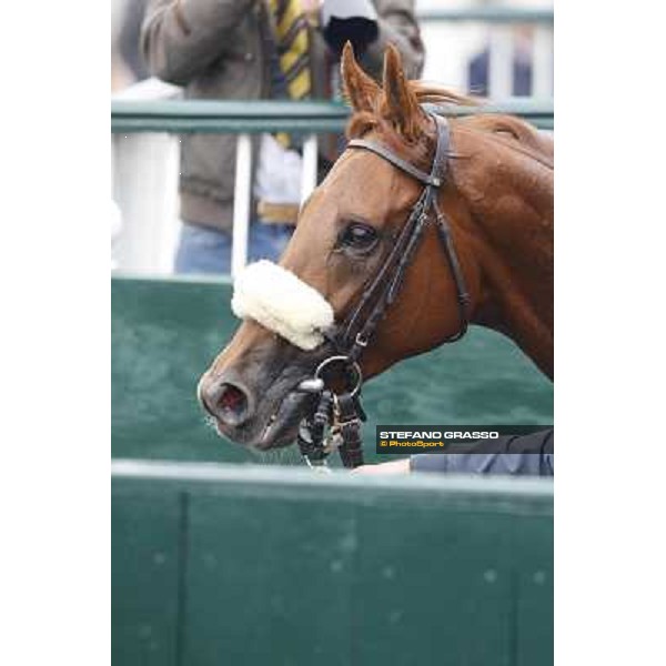 Delrock after winning the Premio Carlo Porta Milano,San Siro racecourse,20th oct.2013 ph.Stefano Grasso