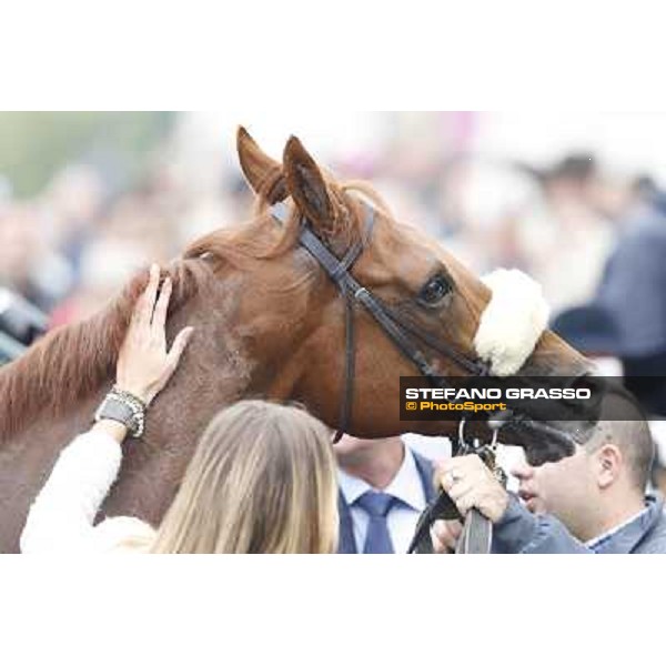 Delrock after winning the Premio Carlo Porta Milano,San Siro racecourse,20th oct.2013 ph.Stefano Grasso