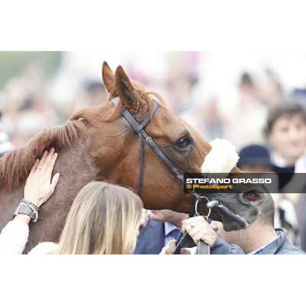 Delrock after winning the Premio Carlo Porta Milano,San Siro racecourse,20th oct.2013 ph.Stefano Grasso
