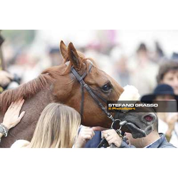 Delrock after winning the Premio Carlo Porta Milano,San Siro racecourse,20th oct.2013 ph.Stefano Grasso
