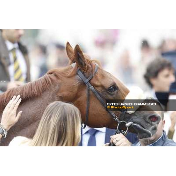 Delrock after winning the Premio Carlo Porta Milano,San Siro racecourse,20th oct.2013 ph.Stefano Grasso