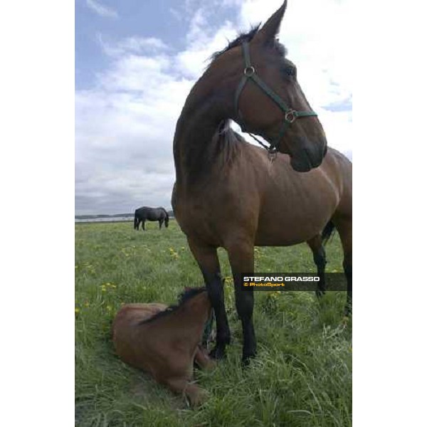 foals and mares at Menhammar Stud Ehero - 30th may 2005 ph. Stefano Grasso