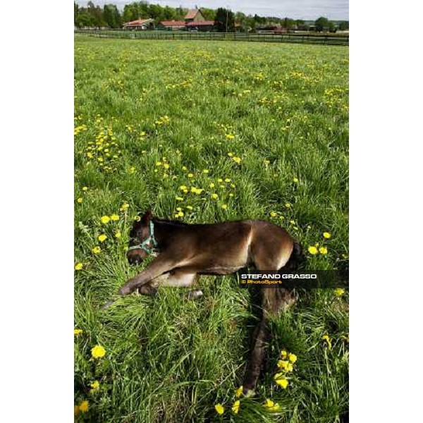 a foal sleeping at Menhammar Stud Ehero - 30th may 2005 ph. Stefano Grasso