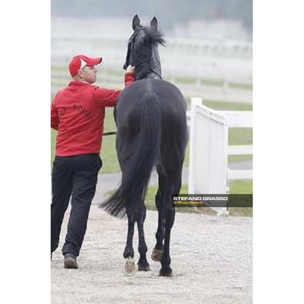 Nabucco and his groom after winning the Premio del Piazzale Milano,San Siro racecourse,20th oct.2013 ph.Stefano Grasso