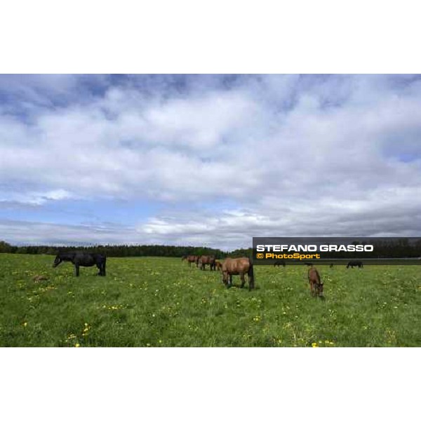 foals and mares at Menhammar Stud Ehero - 30th may 2005 ph. Stefano Grasso
