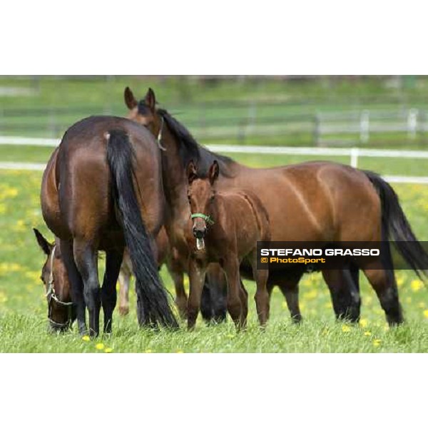 foals and mares at Menhammar Stud Ehero - 30th may 2005 ph. Stefano Grasso