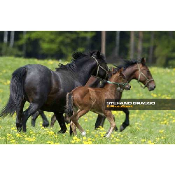 foals and mares at Menhammar Stud Ehero - 30th may 2005 ph. Stefano Grasso