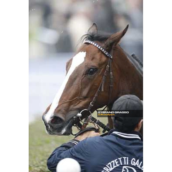 Ombrage after winning the Premio Dormello Milano,San Siro racecourse,20th oct.2013 ph.Stefano Grasso