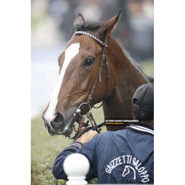 Ombrage after winning the Premio Dormello Milano,San Siro racecourse,20th oct.2013 ph.Stefano Grasso