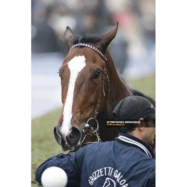 Ombrage after winning the Premio Dormello Milano,San Siro racecourse,20th oct.2013 ph.Stefano Grasso