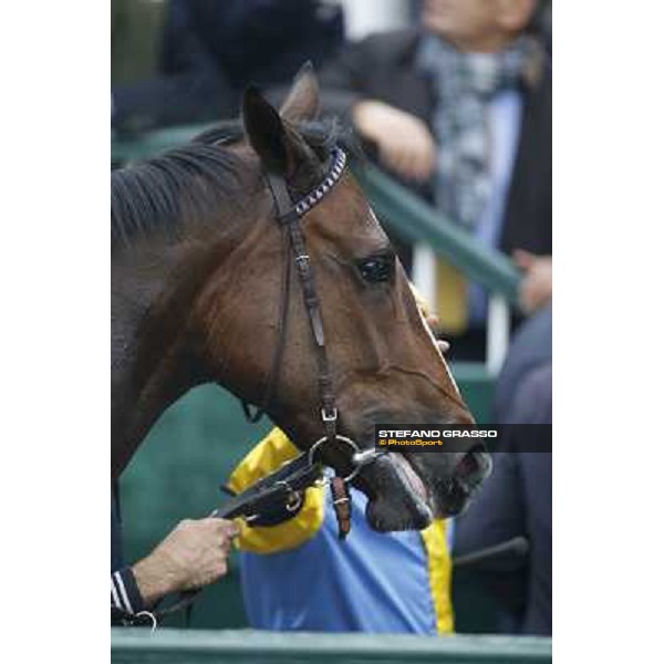 Ombrage after winning the Premio Dormello Milano,San Siro racecourse,20th oct.2013 ph.Stefano Grasso