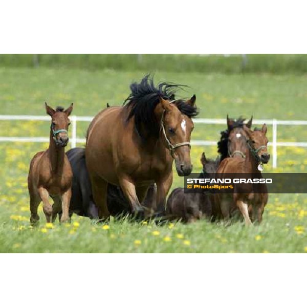 foals and mares at Menhammar Stud Ehero - 30th may 2005 ph. Stefano Grasso