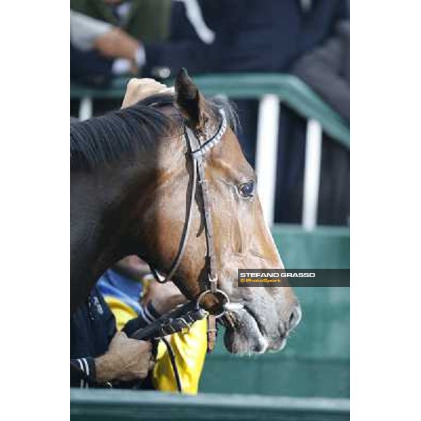 Ombrage after winning the Premio Dormello Milano,San Siro racecourse,20th oct.2013 ph.Stefano Grasso