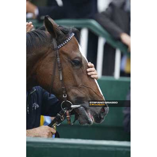 Ombrage after winning the Premio Dormello Milano,San Siro racecourse,20th oct.2013 ph.Stefano Grasso