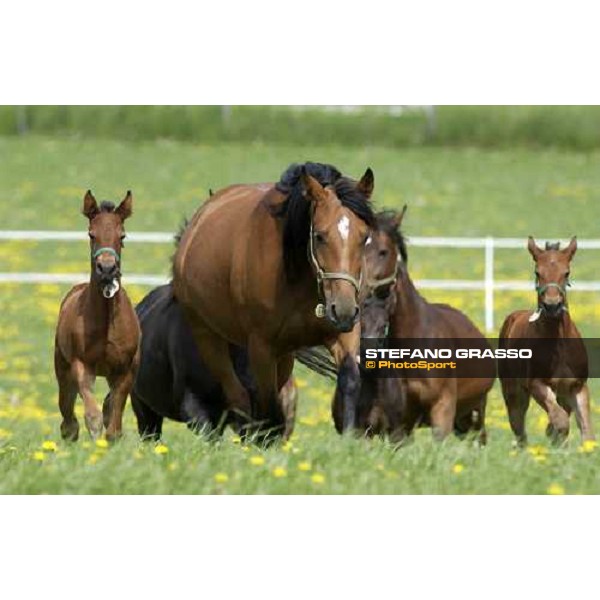 foals and mares at Menhammar Stud Ehero - 30th may 2005 ph. Stefano Grasso