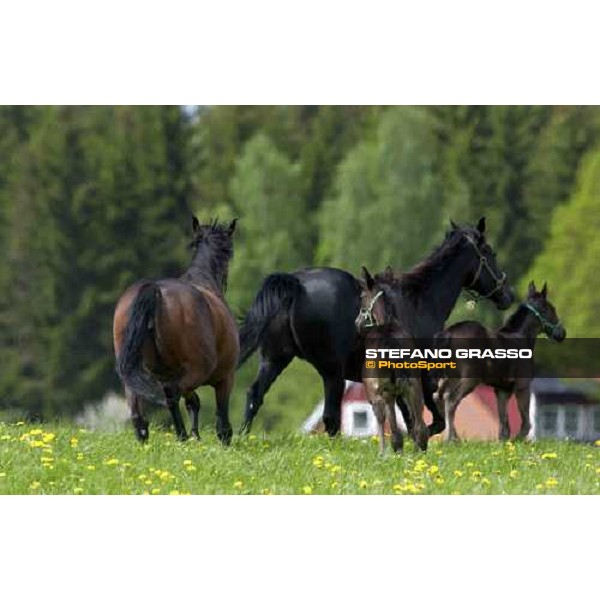 foals and mares at Menhammar Stud Ehero - 30th may 2005 ph. Stefano Grasso