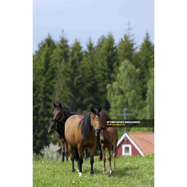 foals and mares at Menhammar Stud Ehero - 30th may 2005 ph. Stefano Grasso