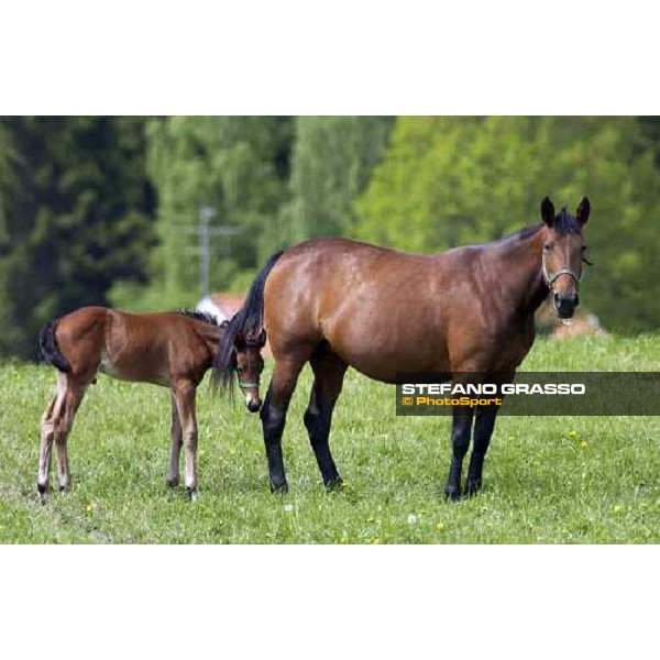 foal and mare at Menhammar Stud Ehero - 30th may 2005 ph. Stefano Grasso