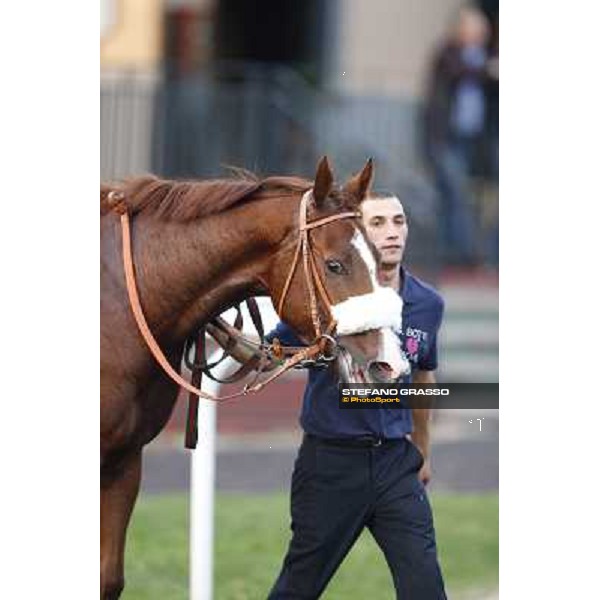 Charity Line winner of the Gran Premio Longines Lydia Tesio Rome, Capannelle racecourse,27th oct.2013 ph.Stefano Grasso