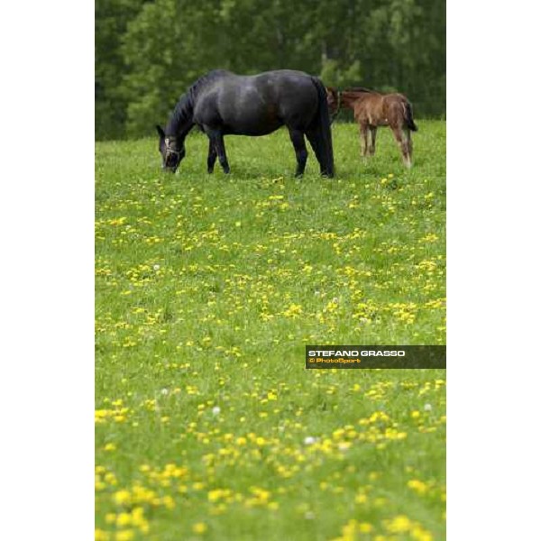 foal and mare at Menhammar Stud Ehero - 30th may 2005 ph. Stefano Grasso