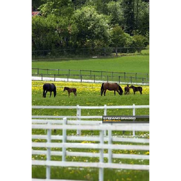 foals and mares at Menhammar Stud Ehero - 30th may 2005 ph. Stefano Grasso