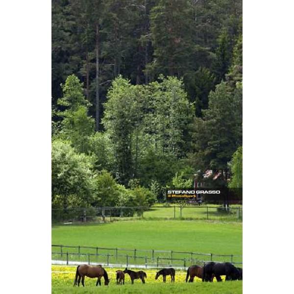 foals and mares at Menhammar Stud Ehero - 30th may 2005 ph. Stefano Grasso