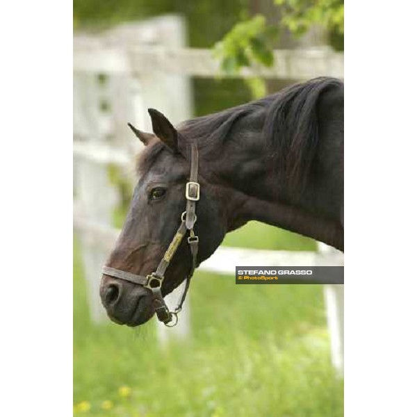 Zoot Suit at Menhammar Stud Ehero - 30th may 2005 ph. Stefano Grasso